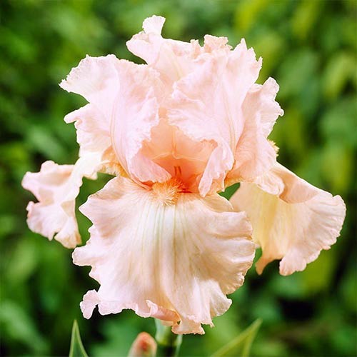 Ирис германский Парадайз рисунок 1 артикул 76594