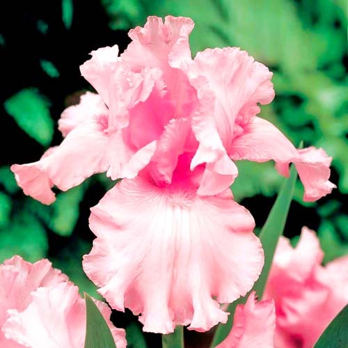 Ирис германский Пинк Тафетта рисунок 1 артикул 76291