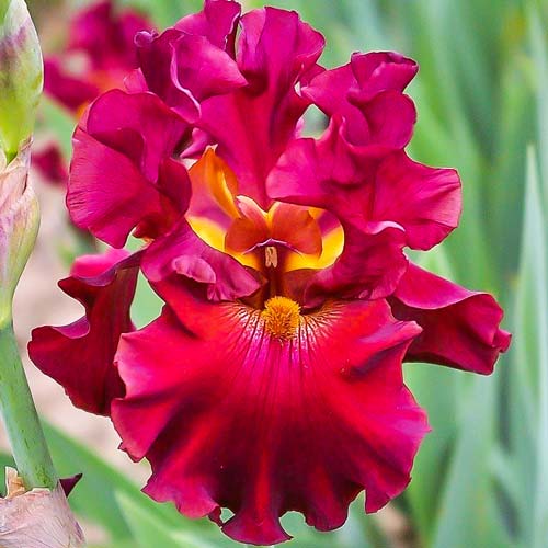 Ірис германський Ред зображення 1 артикул 68290