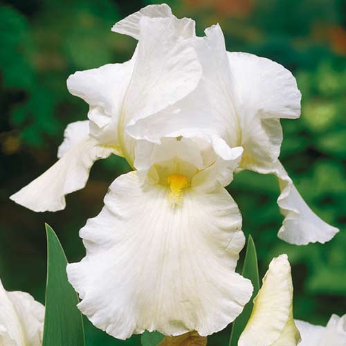 Ирис германский Скейтинг Пати рисунок 1 артикул 70272