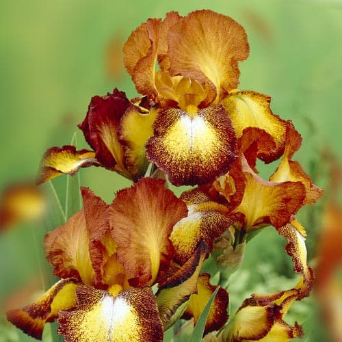 Ірис германський Споттед Йеллоу зображення 1 артикул 76595