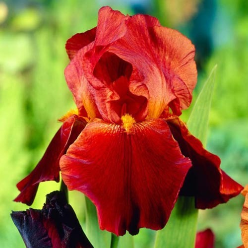 Ірис германський Sultan's Palace зображення 1 артикул 76292