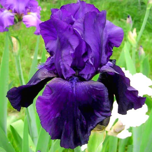 Ирис германский Тукседо рисунок 1 артикул 76293