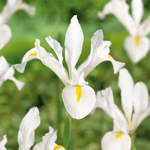 Ірис голландський Вайт Ексельсіор зображення 1 артикул 68296