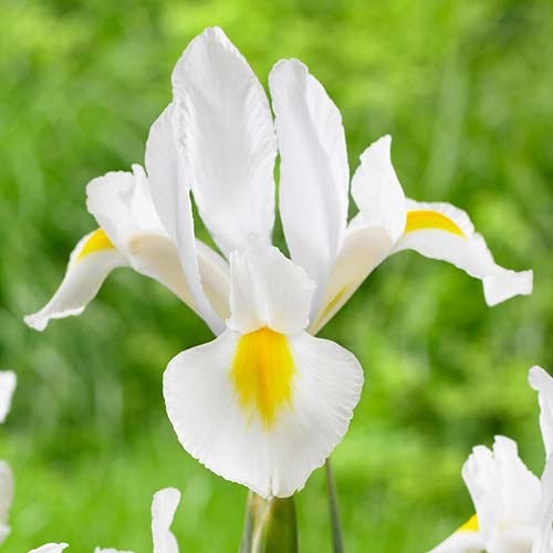 Ирис голландский Вайт, луковицы рисунок 1 артикул 68126