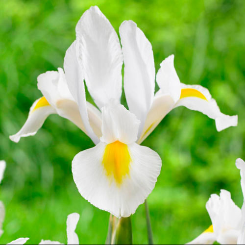 Ирис голландский Вайт рисунок 1 артикул 76230