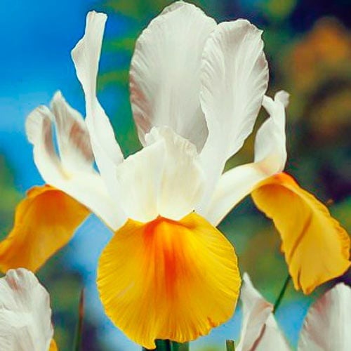 Ірис голландський White-Yellow артикул фото 1 Ірис голландський White-Yellow зображення 1 артикул 68127