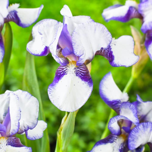 Ірис карликовий Дженні Грейс зображення 1 артикул 67211