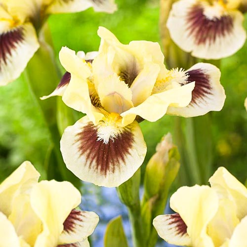 Ірис карликовий Урбан Стар зображення 1 артикул 67213