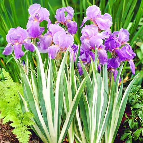 Ирис карликовый Вариегате рисунок 1 артикул 76534