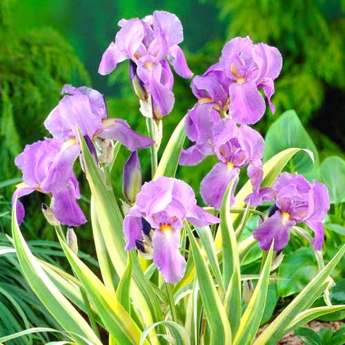 Ирис Паллида Вариегата рисунок 1 артикул 70421