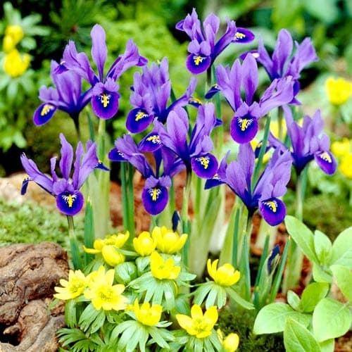 Ірис сітчастий Harmony зображення 1 артикул 67381