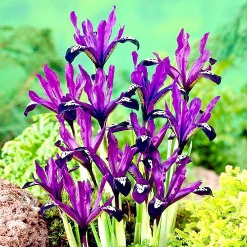 Ірис сітчастий Purple Gem зображення 1 артикул 67382