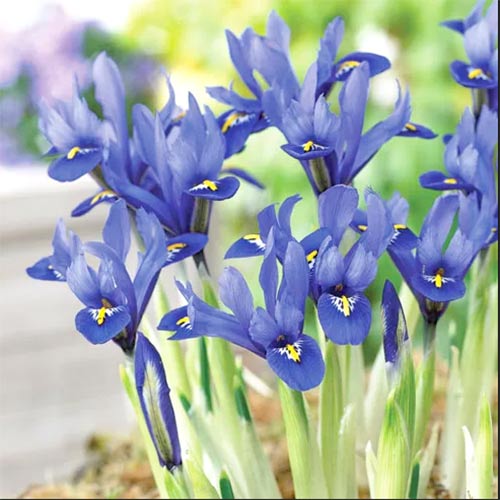 Ирис сетчатый Гордон артикул фото 1 Ирис сетчатый Гордон рисунок 1 артикул 67604