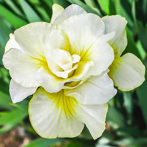 Ірис сибірський Дабл Плей зображення 1 артикул 70420