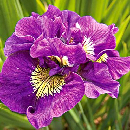Ирис сибирский Дабл Стандарт рисунок 1 артикул 76287