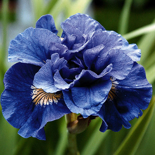 Ірис сибірський Конкорд Кранч (Concord Crunch) зображення 1 артикул 3232