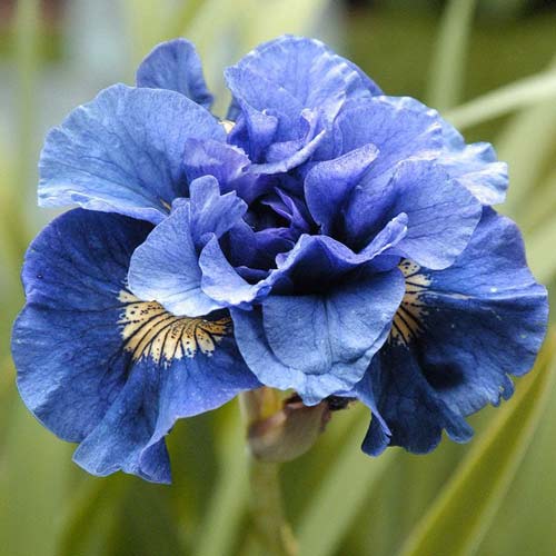 Ирис сибирский Конкорд Краш рисунок 1 артикул 76286