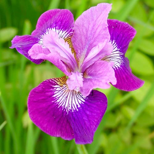 Ирис сибирский Леди Ванесса рисунок 1 артикул 76536