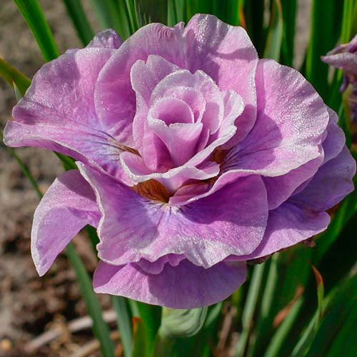 Ирис сибирский Пинк Парфейт рисунок 1 артикул 76290