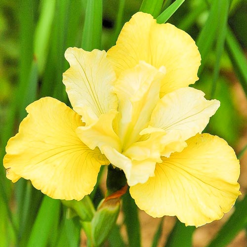 Ирис сибирский Саммер Ревелс, луковицы рисунок 1 артикул 67215