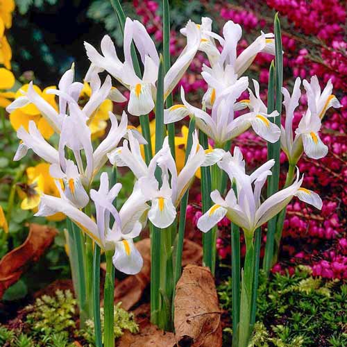 Ирис сетчатый Наташа рисунок 1 артикул 70227