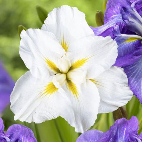 Ирис японский Голд Баунд рисунок 1 артикул 76596