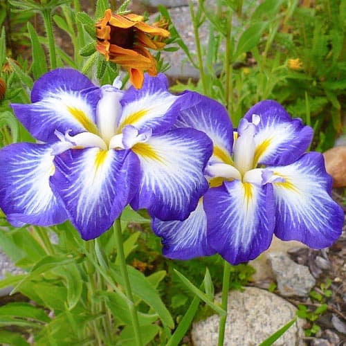 Ирис японский Густо артикул фото 1 Ирис японский Густо рисунок 1 артикул 76289