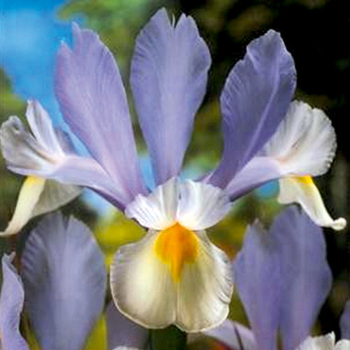 Іриси Сільвер Б'юті (Silver Beauty) зображення 1 артикул 2947