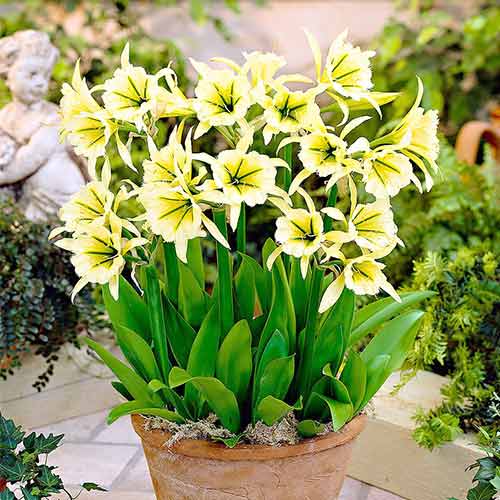 Ісмене Сульфур Квін зображення 1 артикул 67018