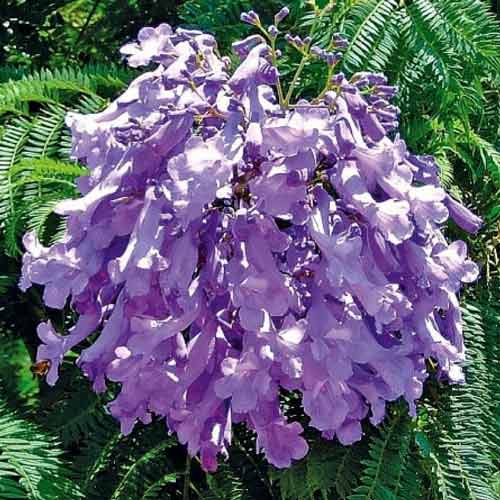 Жакаранда мимозолистная рисунок 1 артикул 66209