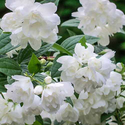 Жасмин Розас зображення 1 артикул 4788