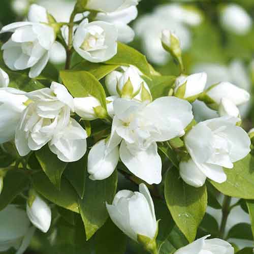 Жасмин Вірджінал зображення 1 артикул 4787