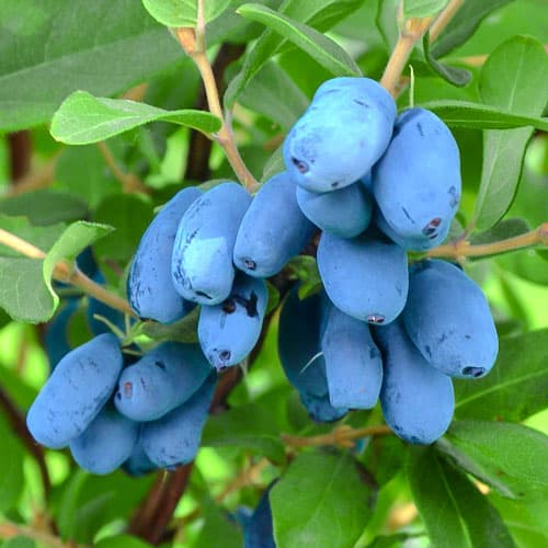 Жимолость Алтай, саджанці зображення 1 артикул 9271