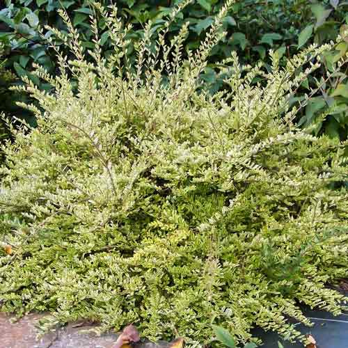 Жимолость блестящая Лемон Бьюти рисунок 1 артикул 9524