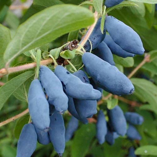 Жимолость Дочь Великана, саженцы рисунок 1 артикул 4697