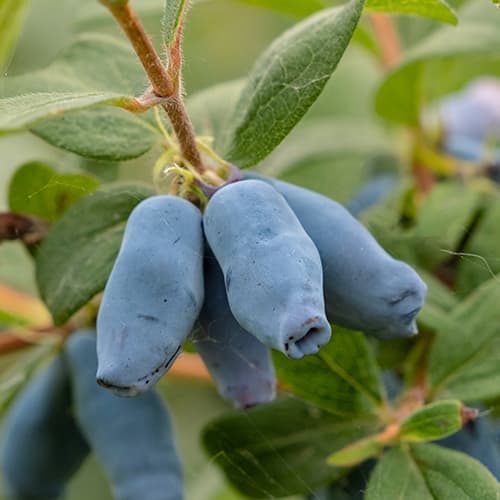 Жимолость Дуэт артикул фото 1 Жимолость Дуэт рисунок 1 артикул 9227