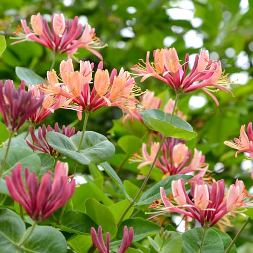 Жимолость вьющаяся American Beauty рисунок 1 артикул 9046