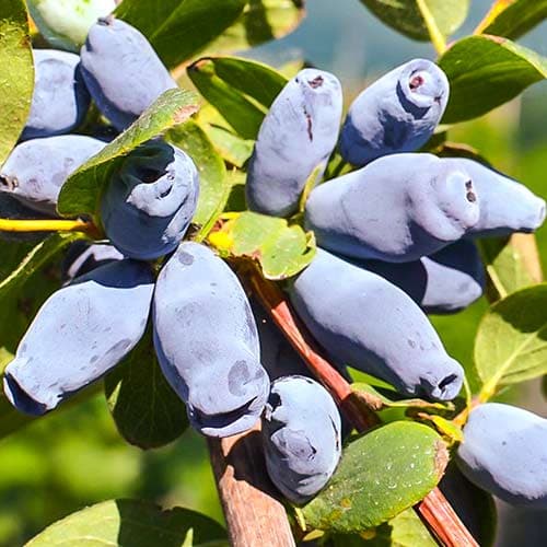 Жимолость Іоланта артикул фото 1 Жимолость Іоланта зображення 1 артикул 9330