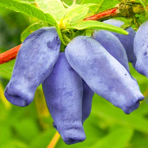 Жимолость Зойка рисунок 1 артикул 9329