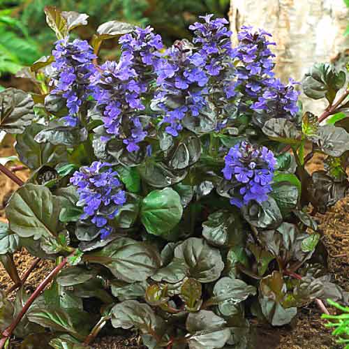 Горлянка Блек Скеллоп зображення 1 артикул 68670