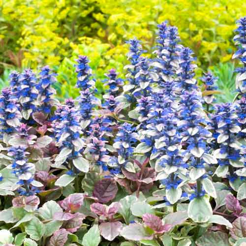 Горлянка Бургунді Глоу зображення 1 артикул 68671