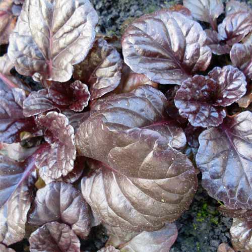 Живучка ползучая Браунгерц артикул фото 1 Живучка ползучая Браунгерц рисунок 1 артикул 01341