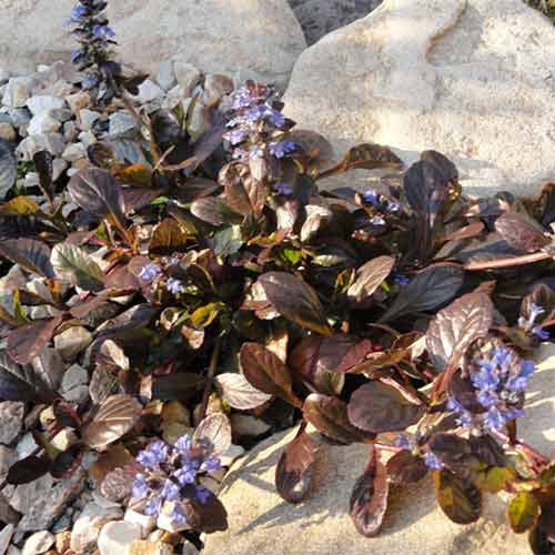 Живучка ползучая Эди рисунок 1 артикул 01344