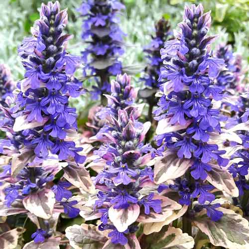 Горлянка Мультиколор зображення 1 артикул 68672