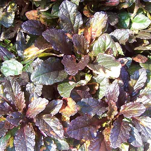 Живучка ползучая Мультиколор артикул фото 1 Живучка ползучая Мультиколор рисунок 1 артикул 01342