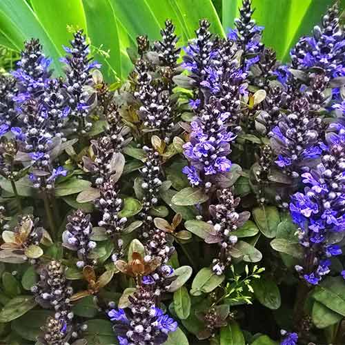 Живучка ползучая Шоколад Чип рисунок 1 артикул 01343