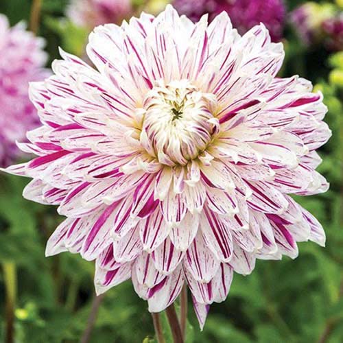 Георгина Авиньон рисунок 1 артикул 70480