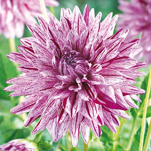 Жоржина Blackberry Ripple зображення 1 артикул 70370