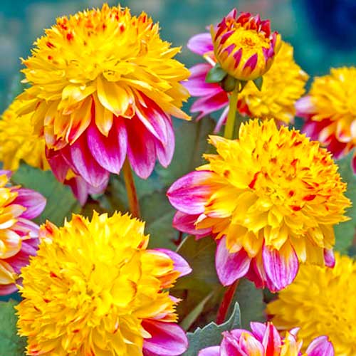 Георгина Буги-Вуги рисунок 1 артикул 70371